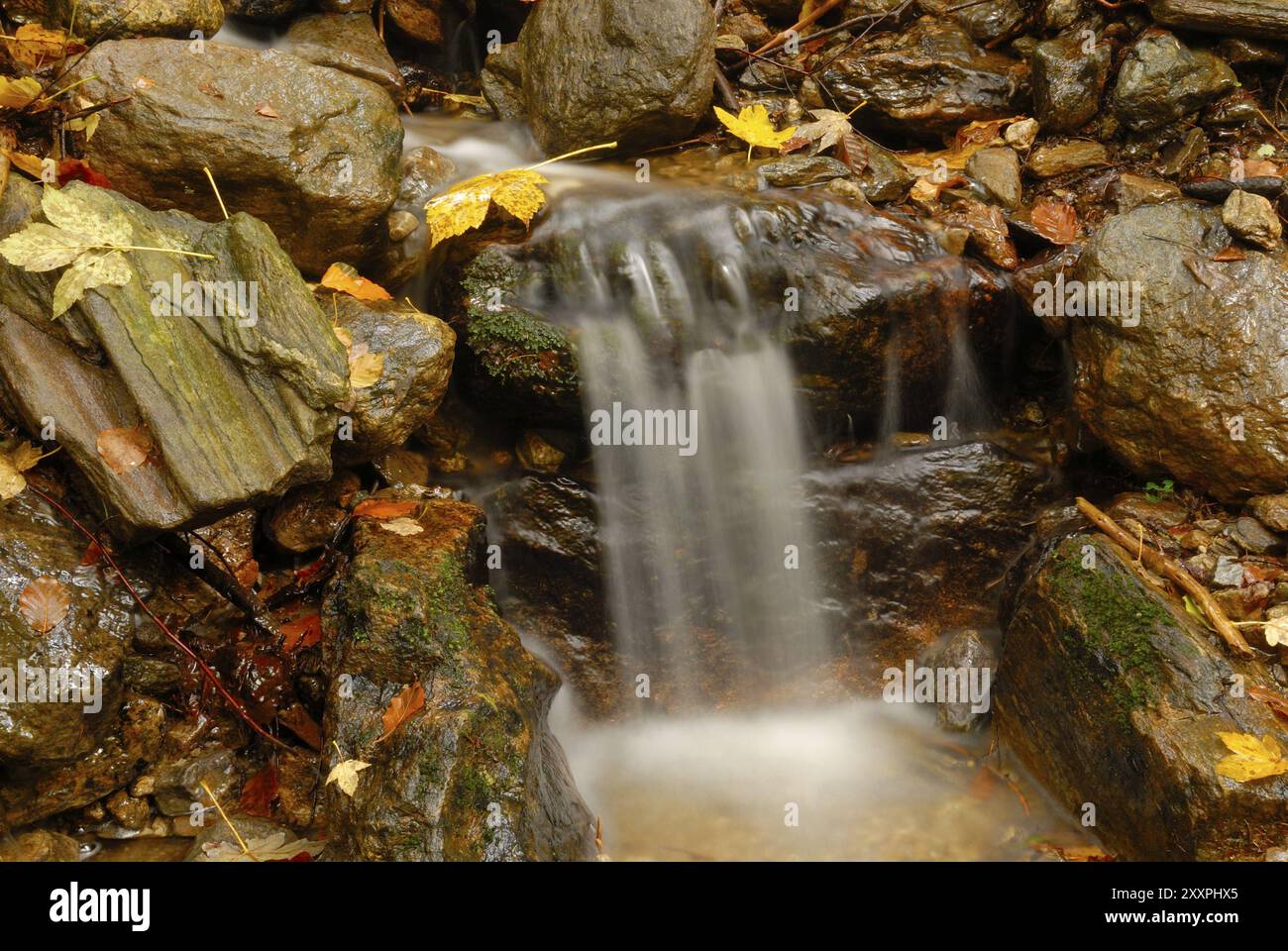Su Hoellbach, nella foresta bavarese, in autunno. Am Hoellbach im Bayerischen Wald Foto Stock