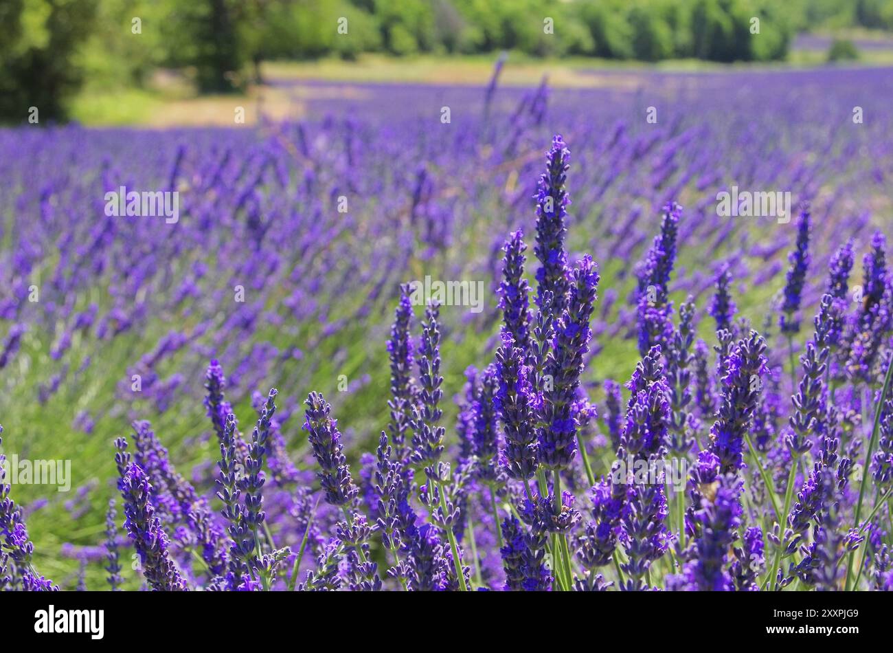 Campo di lavanda, campi di lavanda 10 Foto Stock