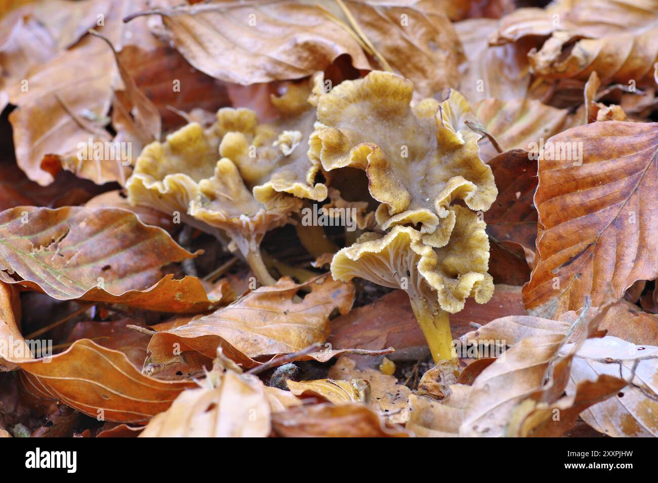 Trompetenpfifferling, Craterellus tubaeformis, Yellowfoot o Craterellus tubaeformis nella foresta autunnale Foto Stock