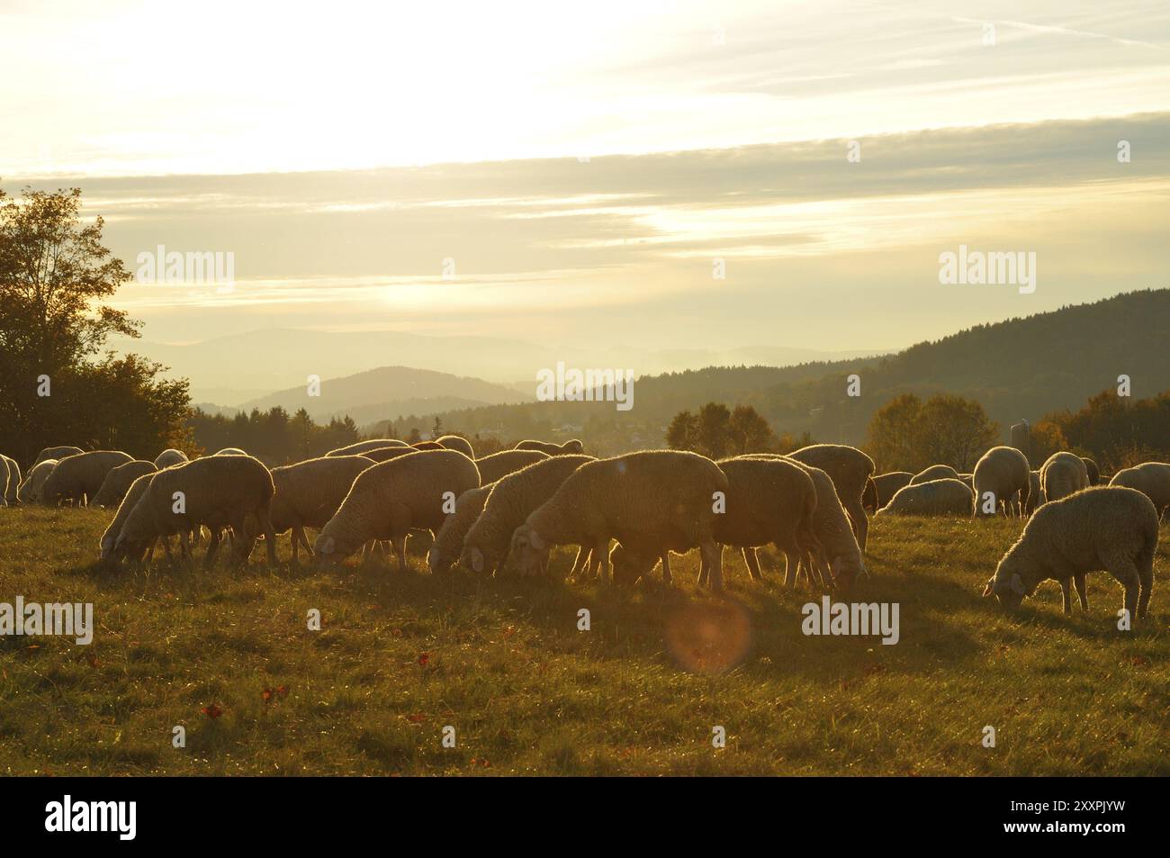 Pecora merino sul pascolo. Gregge di pecore Foto Stock