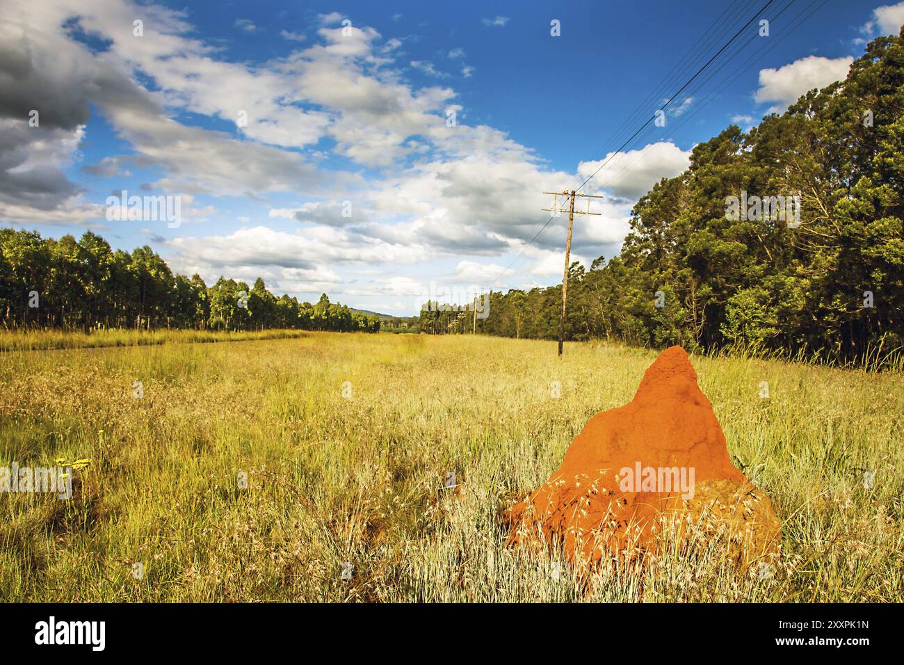 Termiti in Sud Africa Foto Stock