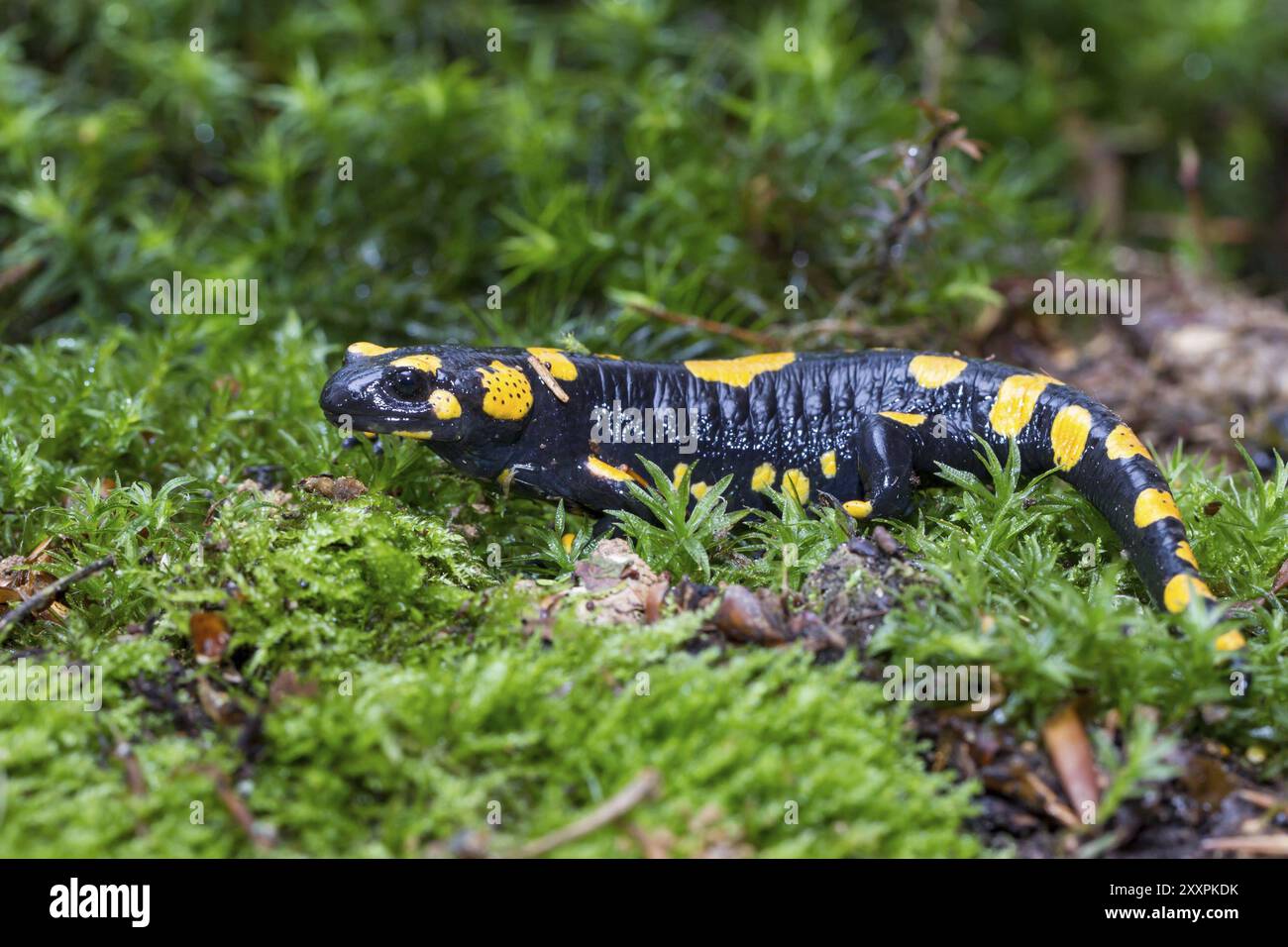 Salamandra, salamandra salamandra, salamandra Foto Stock