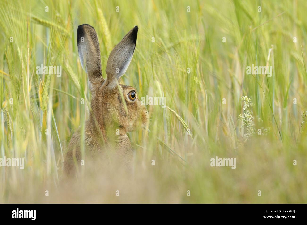 Lepre bruna europea, Lepus europaeus, Germania, Germania, Europa Foto Stock