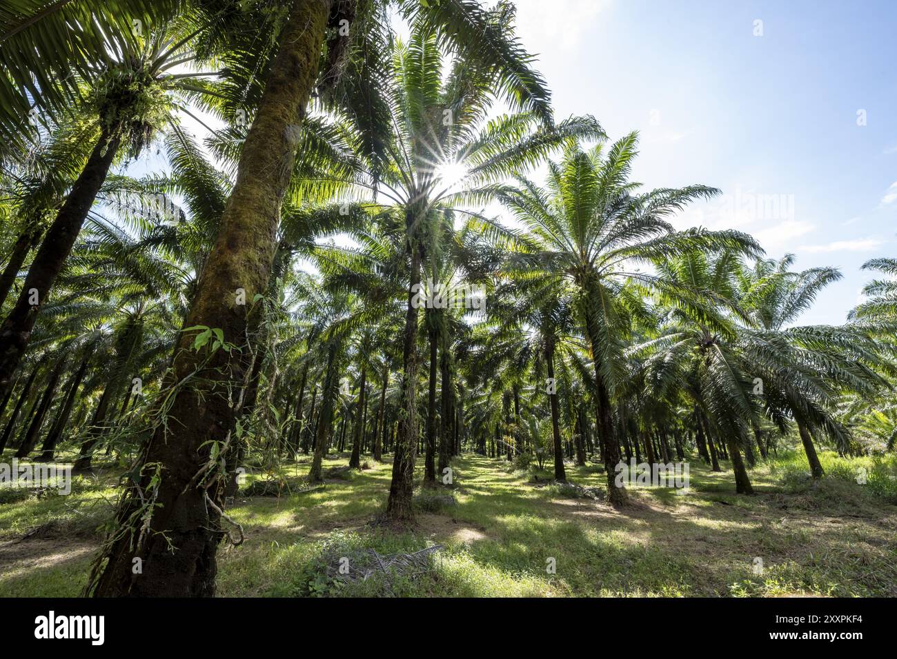 Piantagione di olio di palma, distruzione ambientale attraverso la monocultura, Costa Rica, America centrale Foto Stock