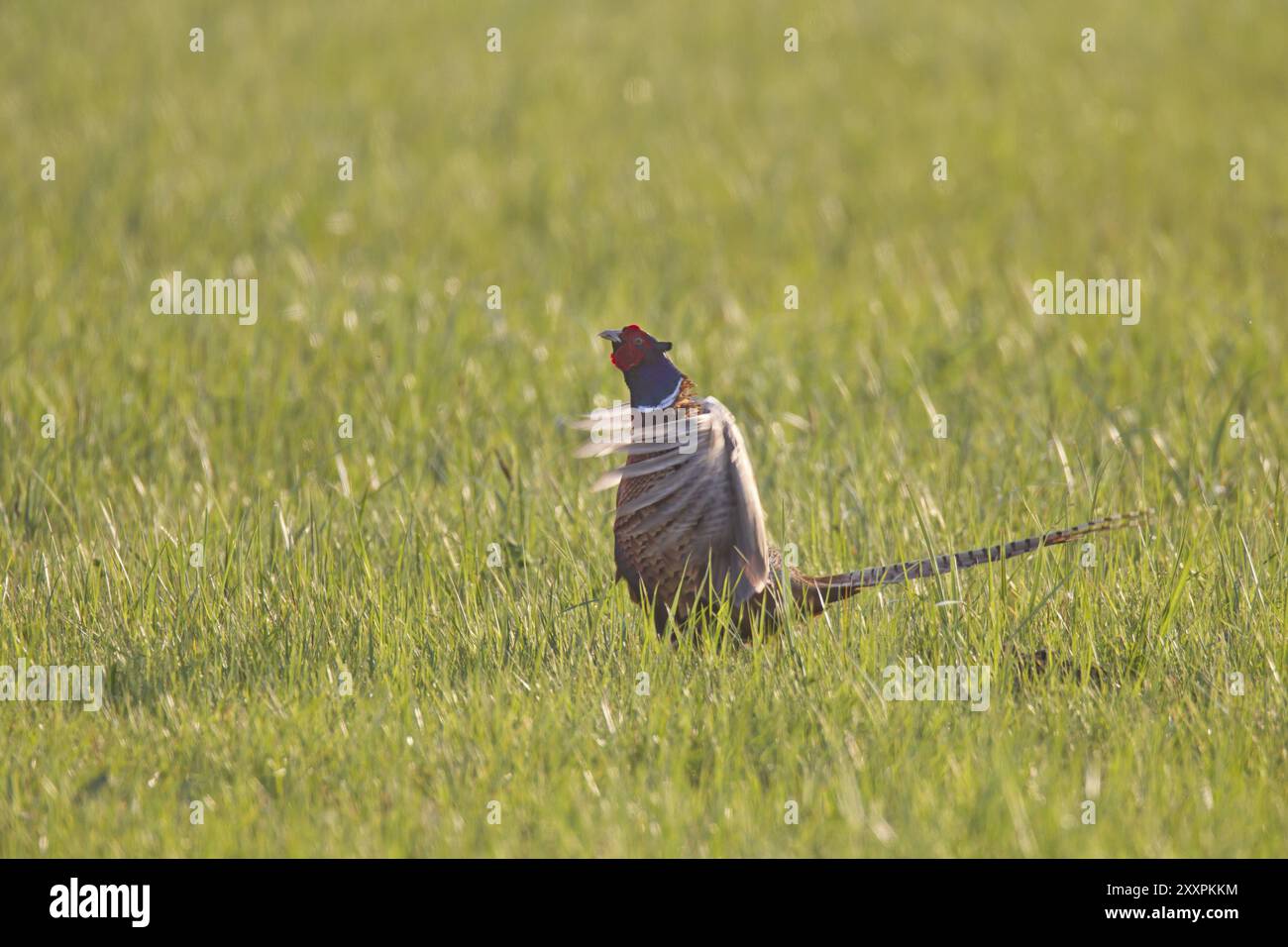 Fasan, Maennchen, Phasianus colchicus, fagiano comune, maschio Foto Stock