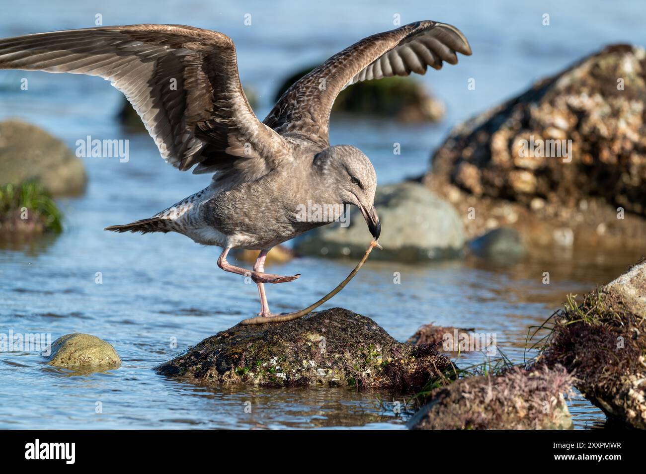 Un gabbiano con ali aperte si erge su una roccia e mangia un verme marino in una piscina con maree. Foto Stock
