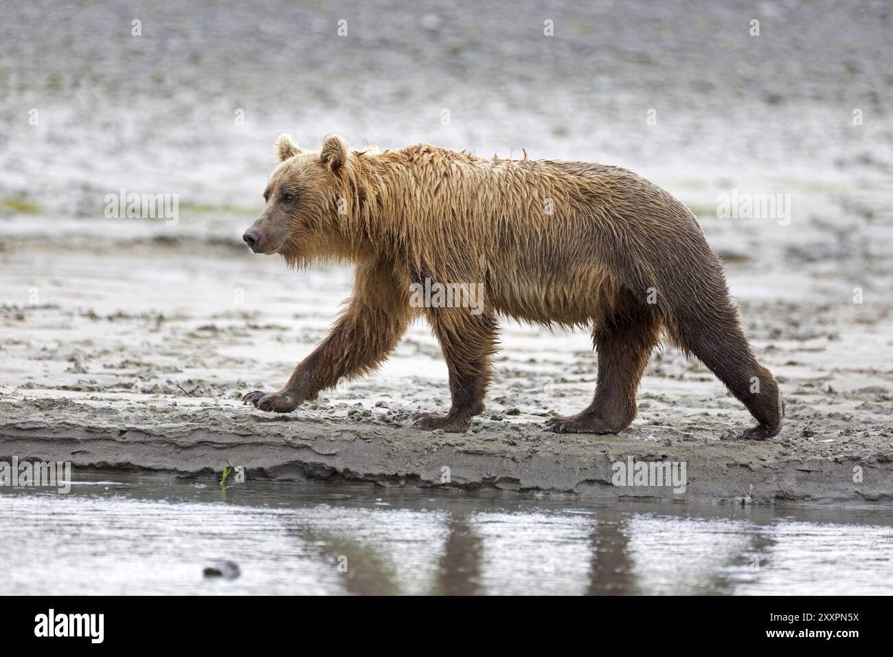 Orso Grizzly sulle rive del fiume Douglas nel Katmai National Park in Alaska Foto Stock