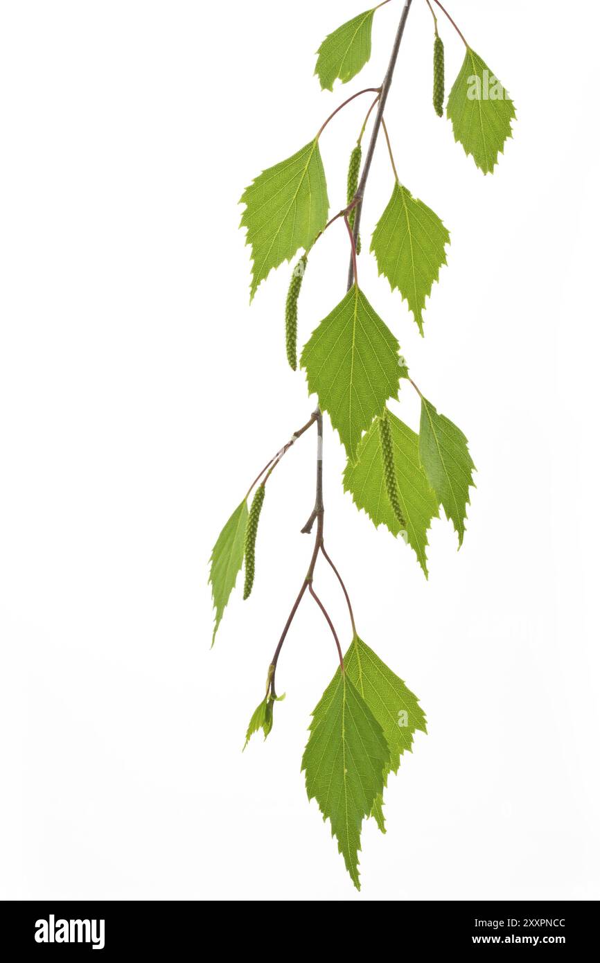 Betulla foglie (Betula) Foto Stock