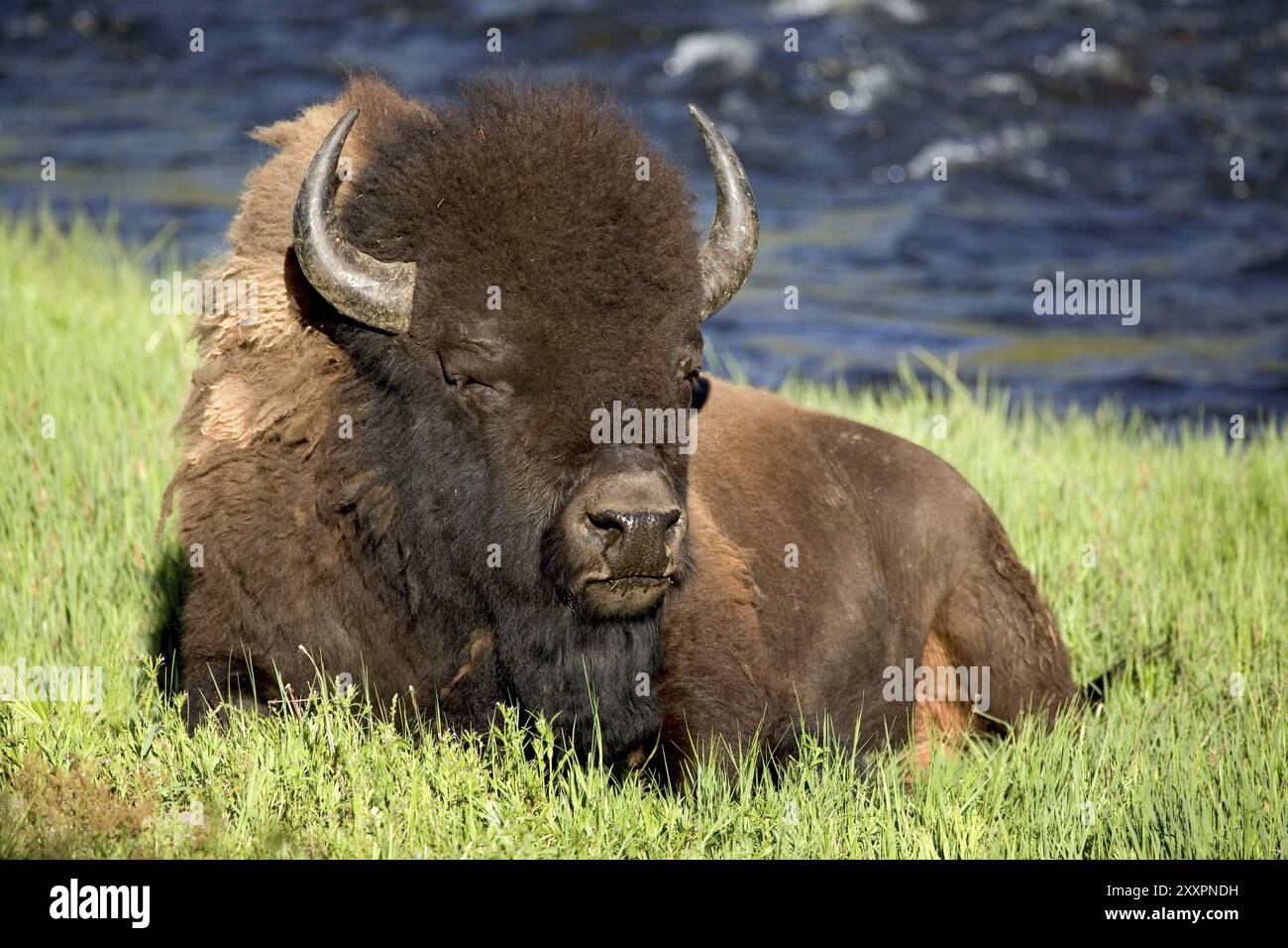 Bison rigurgito alla luce della sera Foto Stock