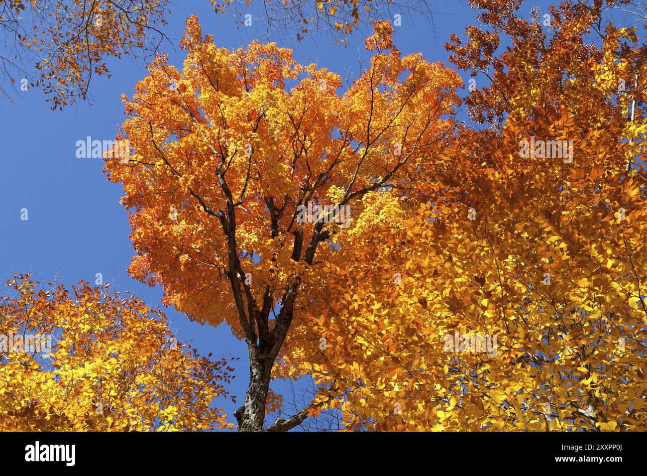 Panorama della foresta autunnale in Canada Foto Stock