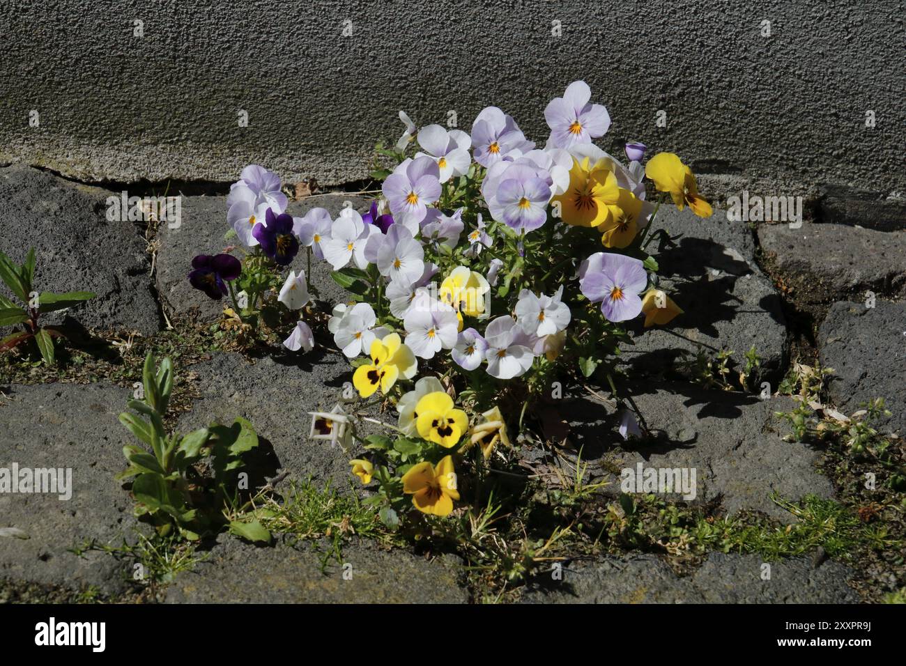 Viola con corna sul marciapiede Foto Stock