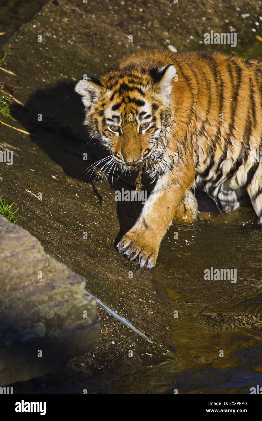 Giovane tigre vicino all'acqua Foto Stock