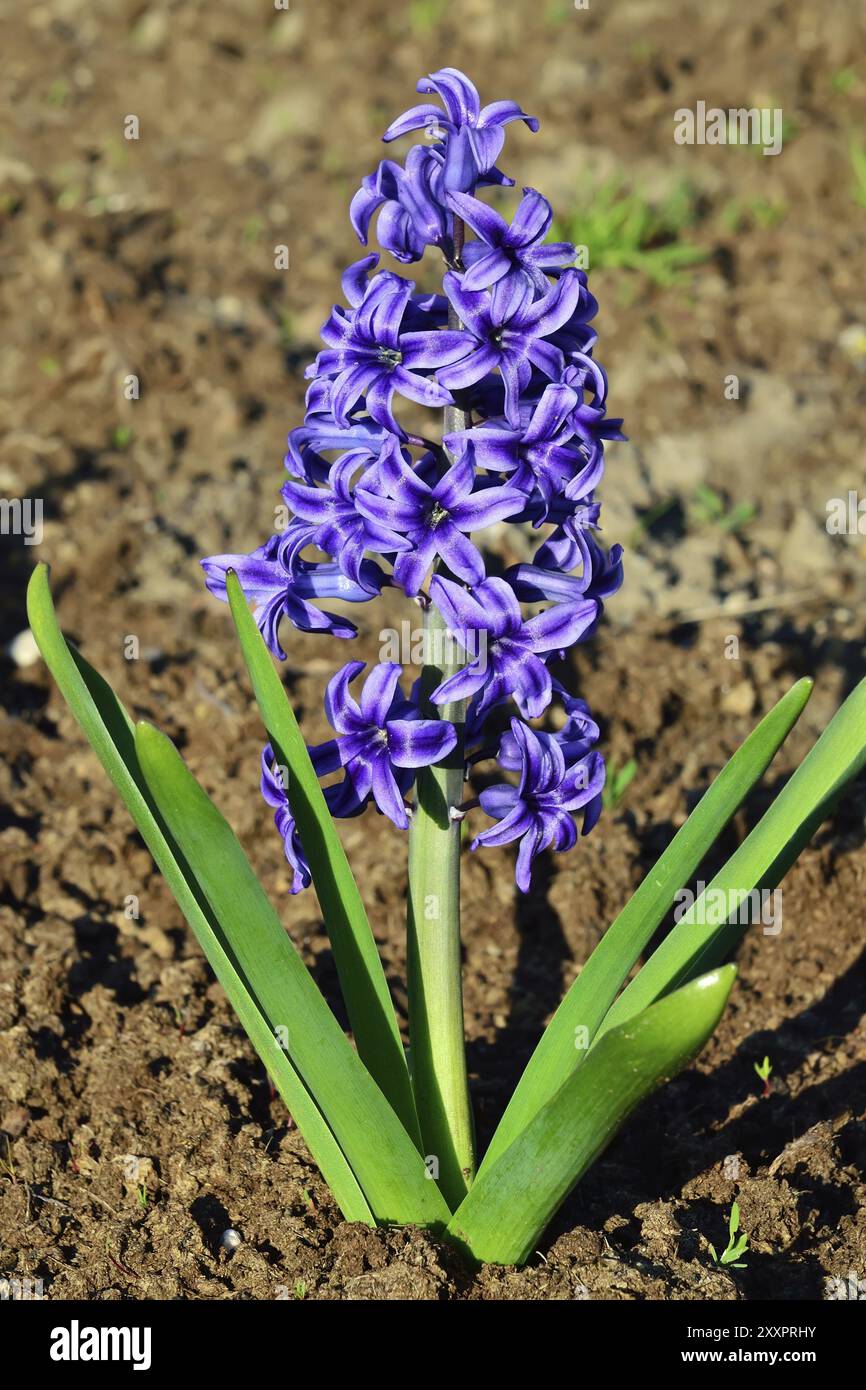 Bella viola fiore di giacinto closeup. La molla sullo sfondo della natura Foto Stock