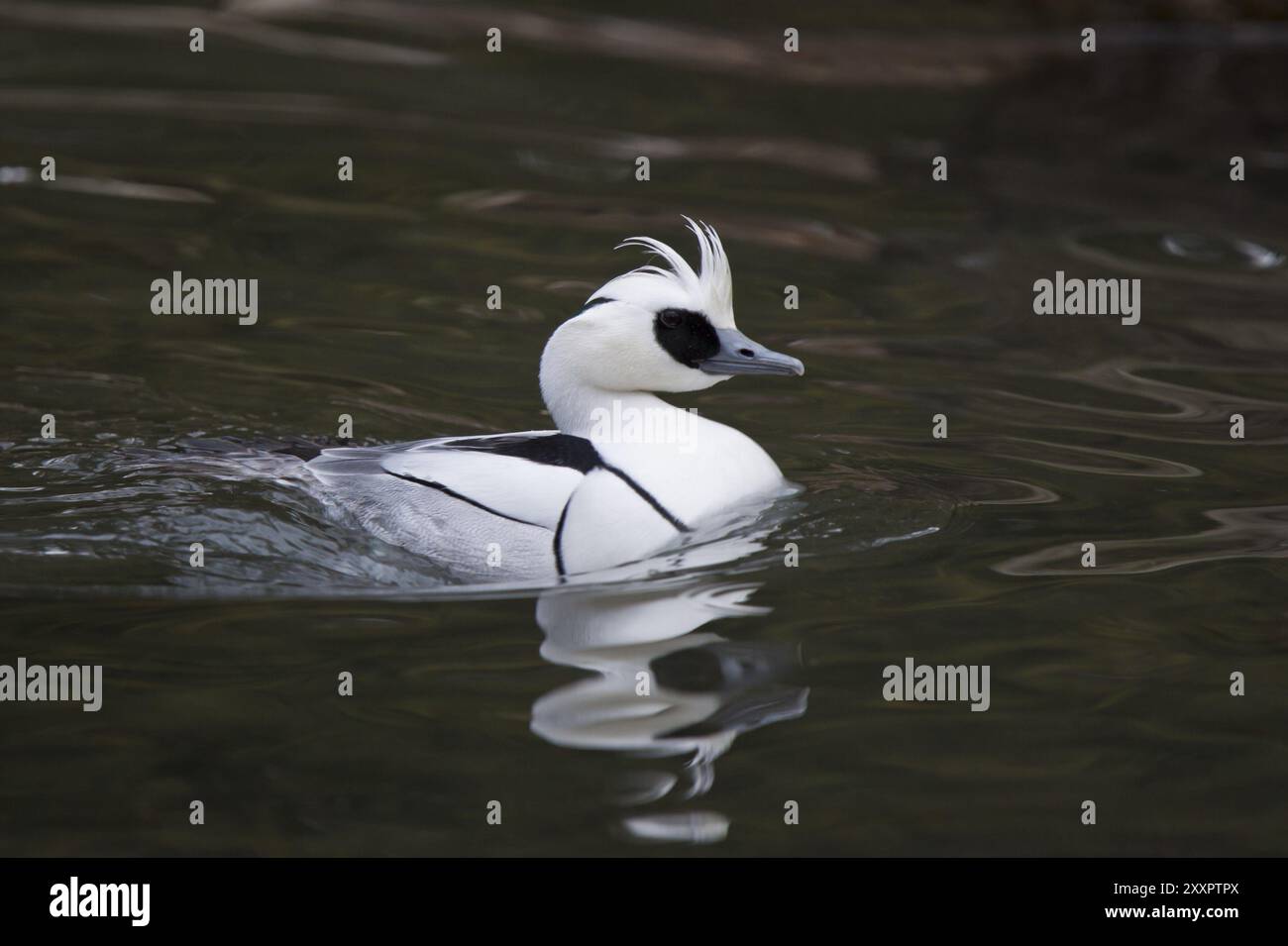 Merganser petto rosso, Mergellus albellus, puzza Foto Stock