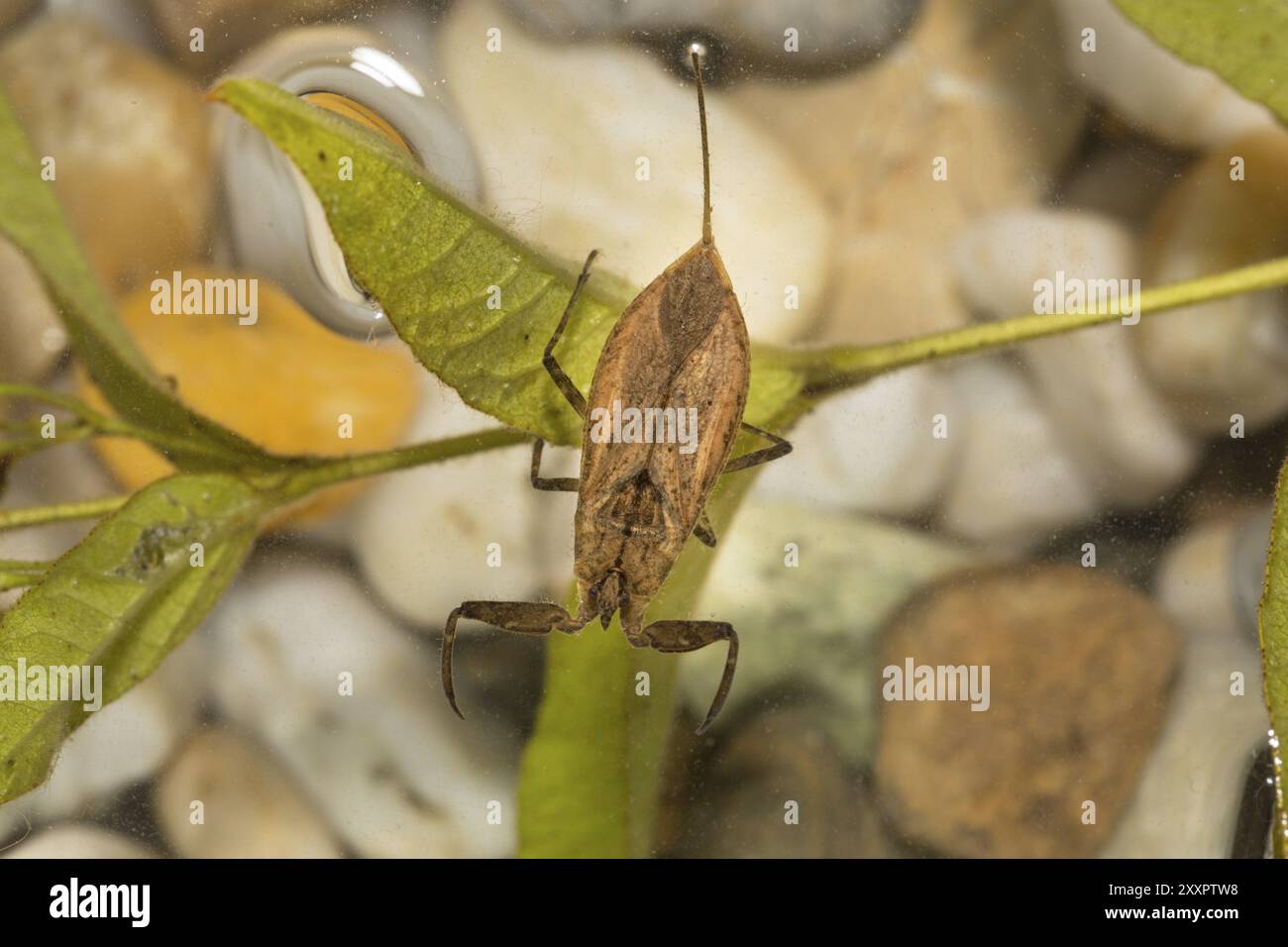 Insetto d'acqua, Nepomorpha Foto Stock