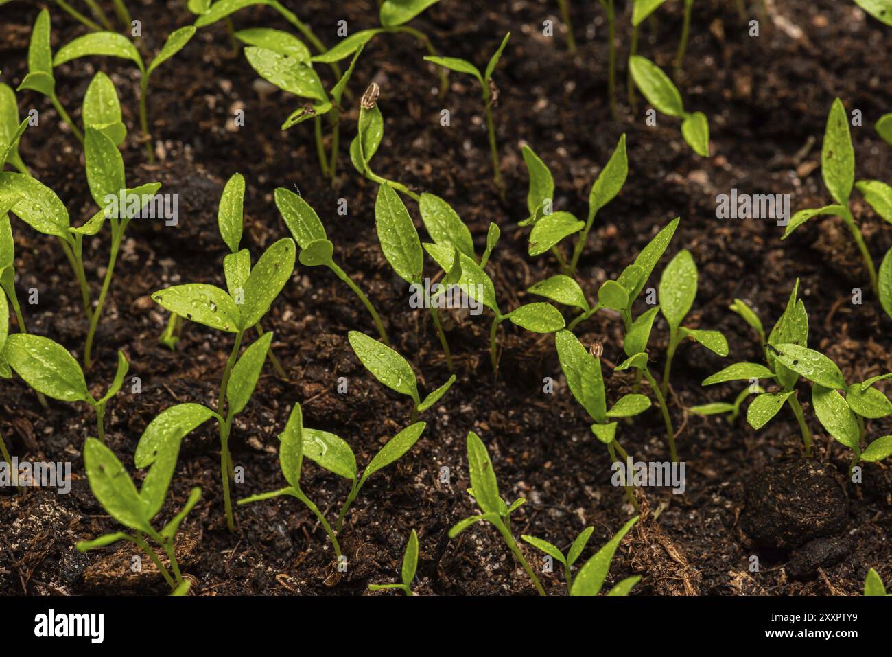 Piccole foglie di prezzemolo da giardino, croccato di Petroselinum Foto Stock