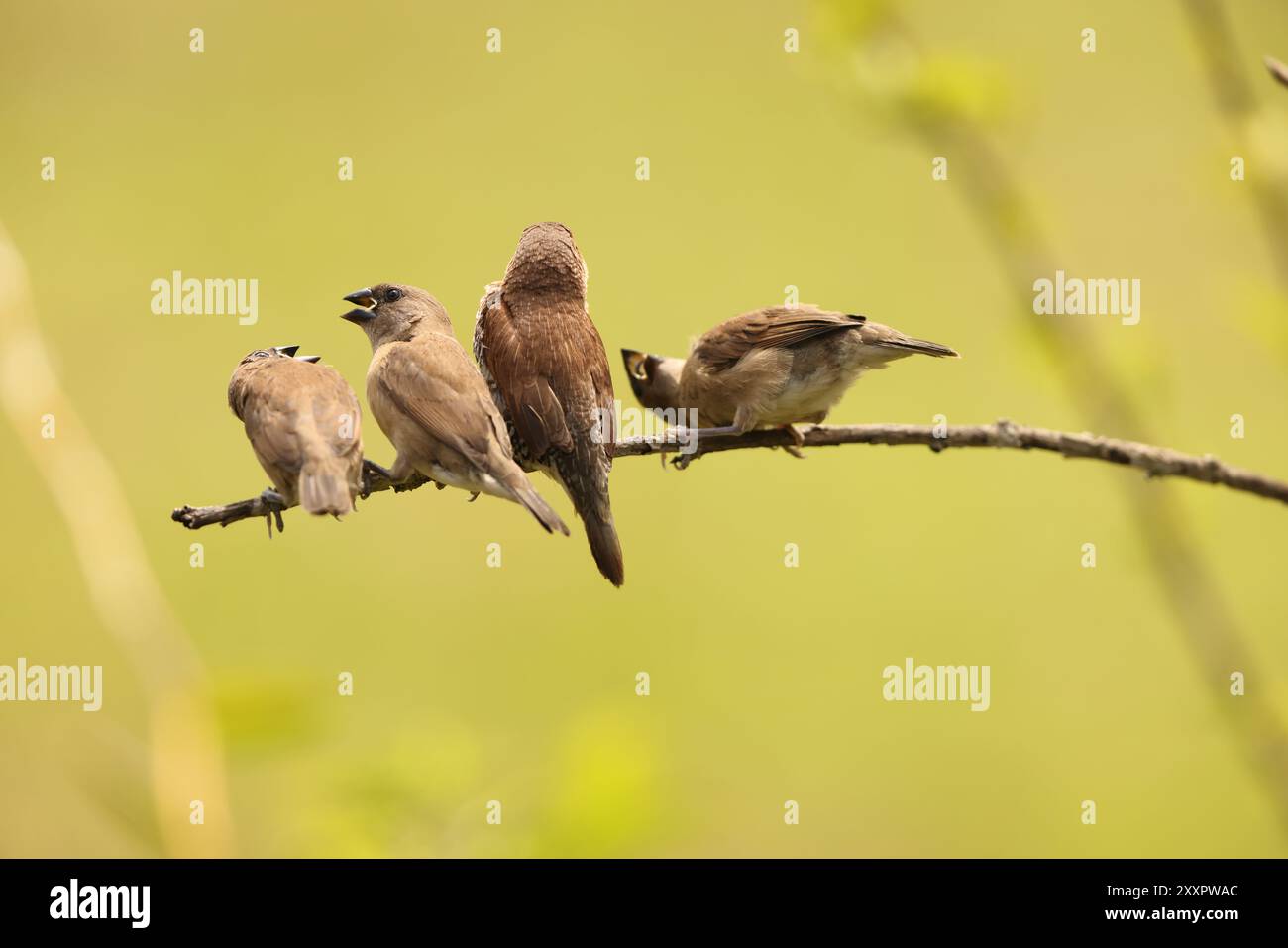 Munia al petto scottato o munia maculata (Lonchura punctulata particeps) a Sulawesi, Indonesia Foto Stock