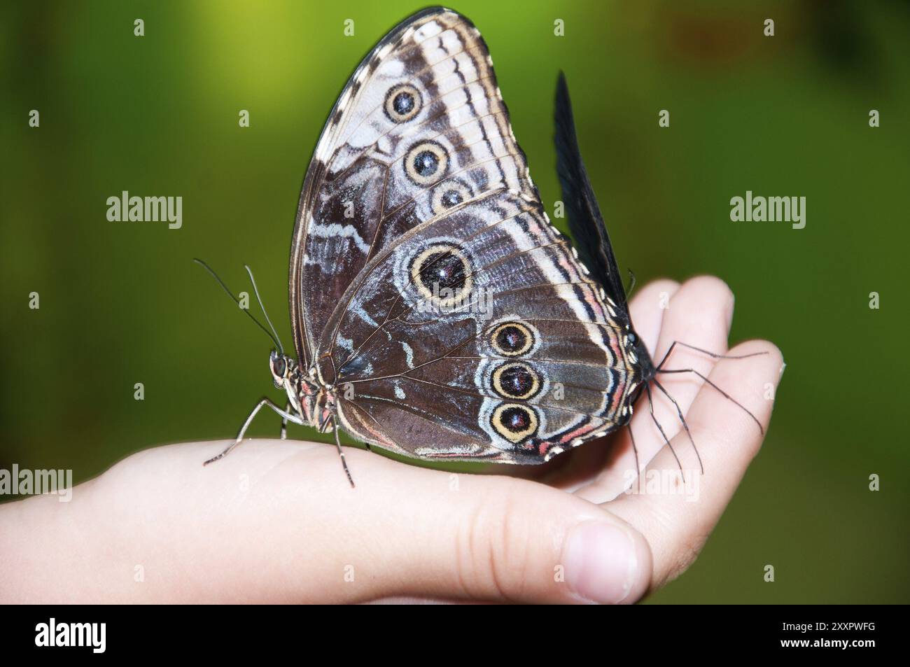 Grande farfalla sulle mani dei bambini Foto Stock