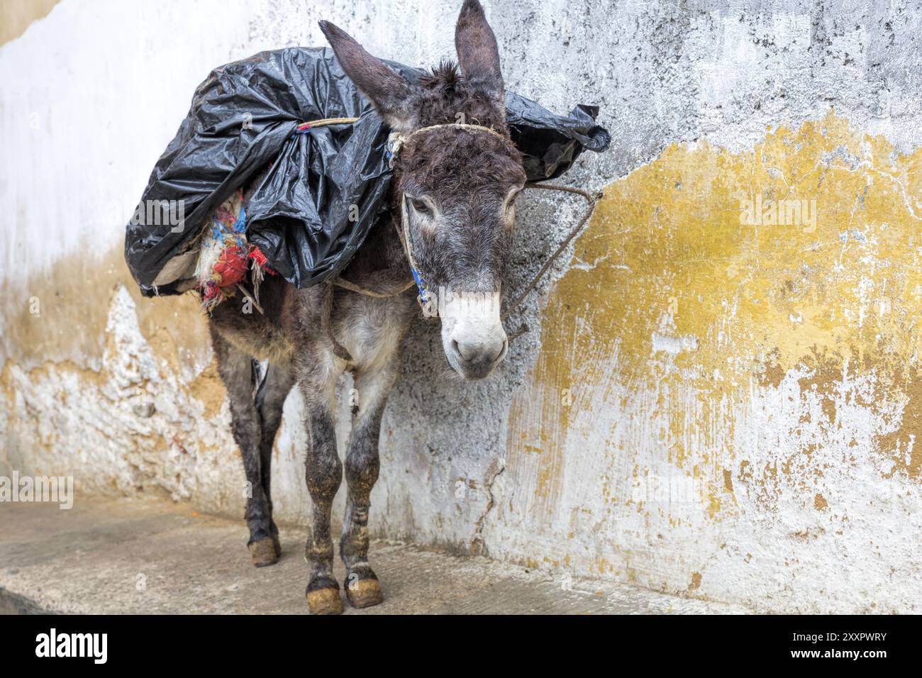 Asino in un vicolo, Marocco, Africa Foto Stock