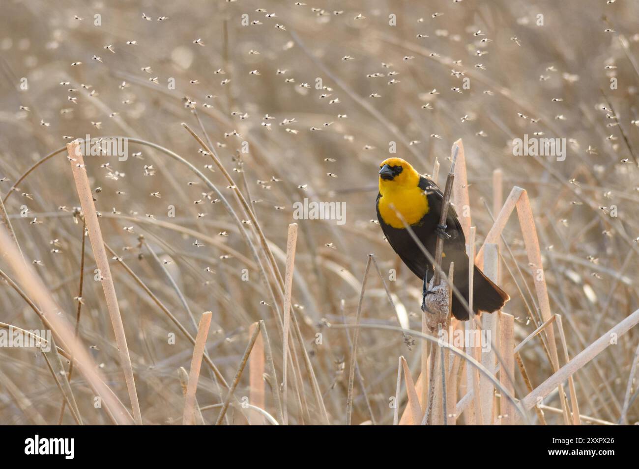 Un uccello nero dalla testa gialla, Xanthocephalus xanthocephalus, arroccato tra sciami di zanzare in una prateria nel sud dell'Alberta, Canada. Foto Stock