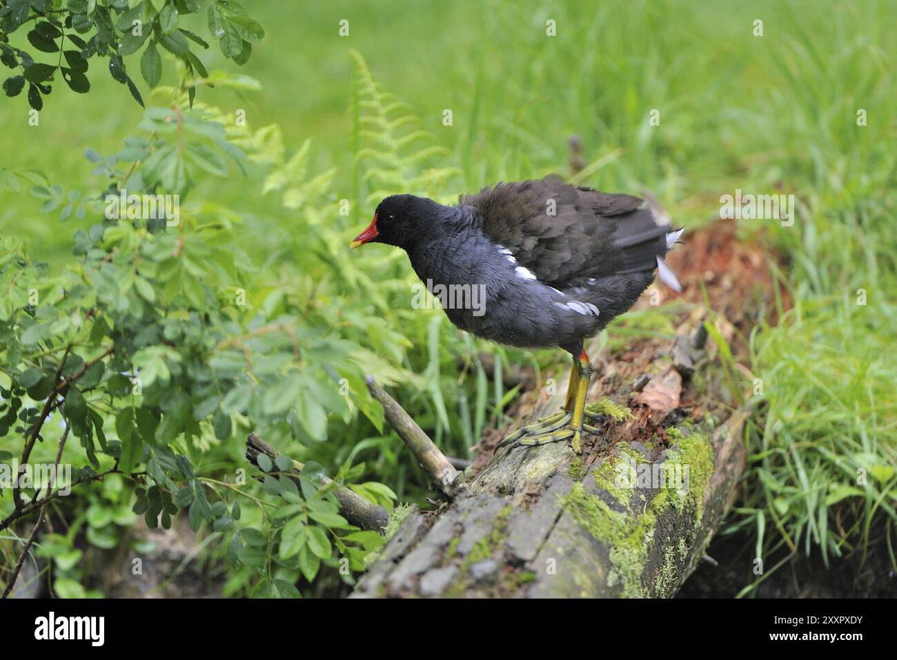 Rana comune, rana comune, Gallinula chloropus, Gallinula choropos, cura del piumaggio Foto Stock