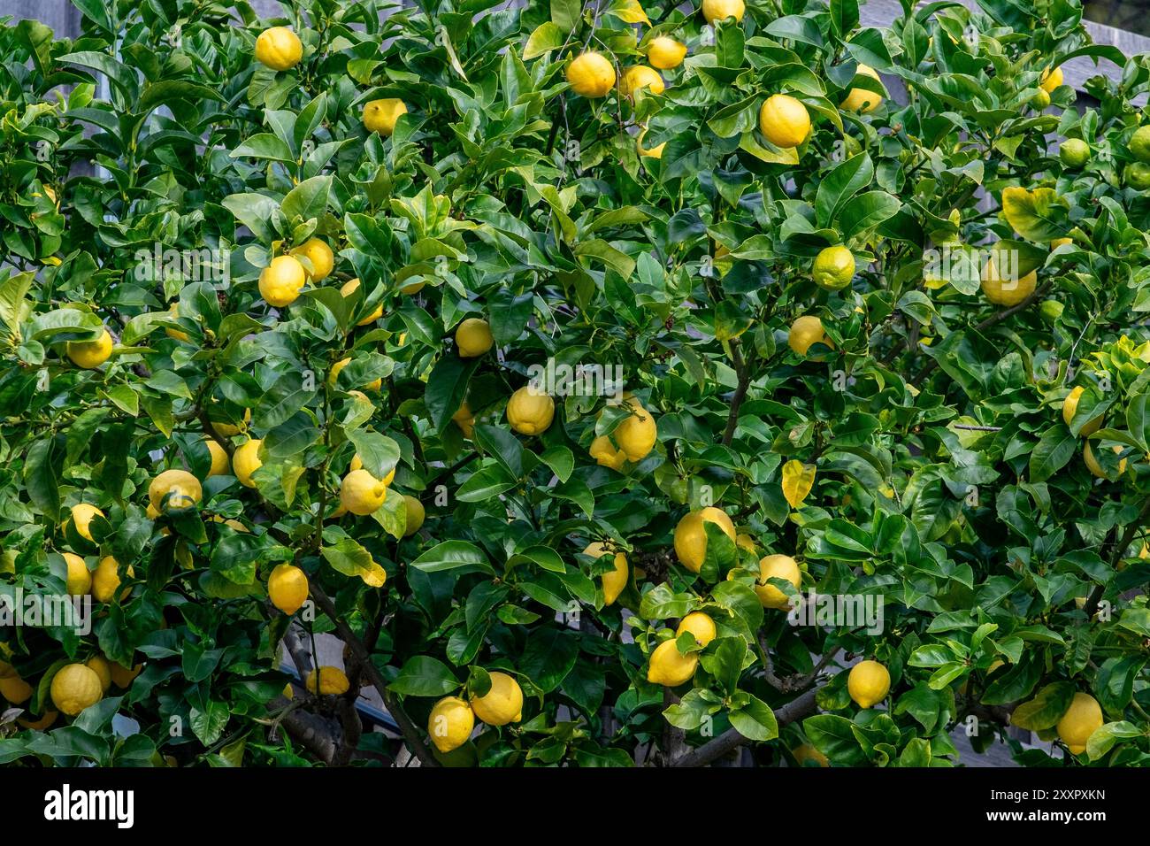 La varietà di limone più comune coltivata in Australia, una prolifica coltura di limoni Eureka stagionati in inverno sugli alberi Foto Stock