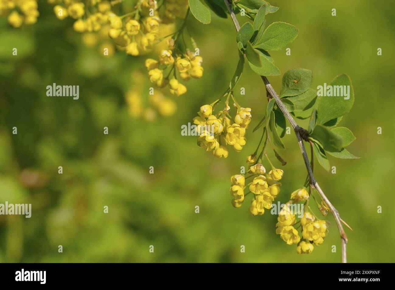 Primo piano dei fiori di Berberis vulgaris. Fiori del comune mirtillo Foto Stock