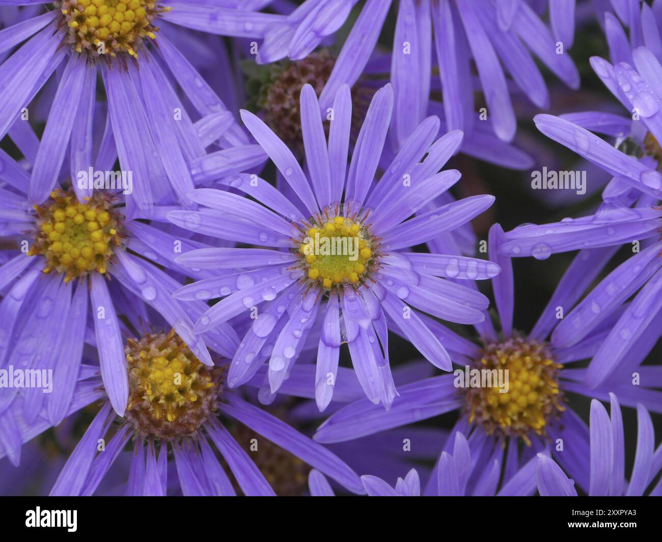 Aster fiorisce dopo la pioggia Foto Stock