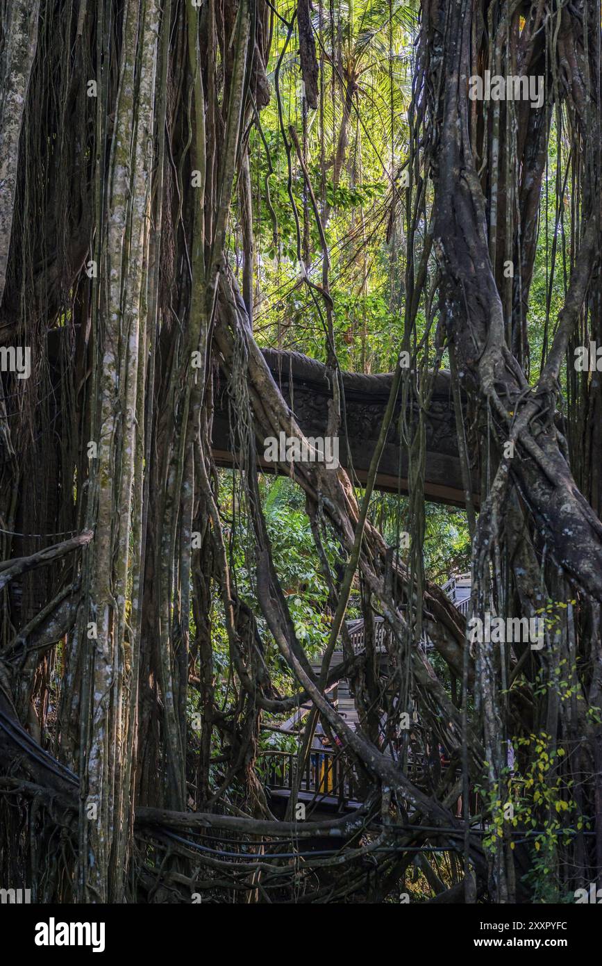 Ponte nella giungla, liane nella giungla, foresta delle scimmie sacre, Ubud, Bali, Indonesia, Asia Foto Stock