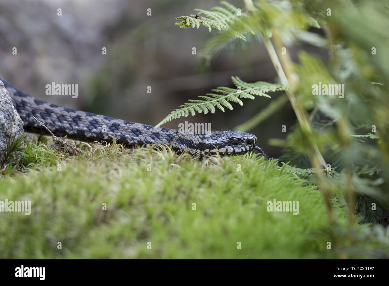 Adder, Vipera berus, adder comune europeo Foto Stock