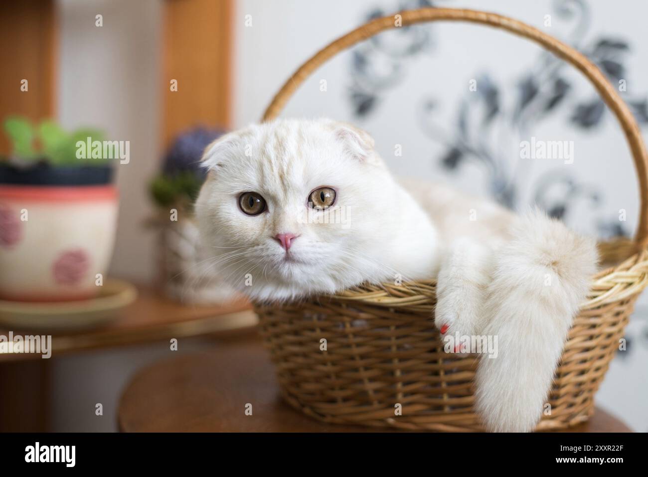 Il gattino Scottish Fold si trova in un cestino di vimini in camera Foto Stock