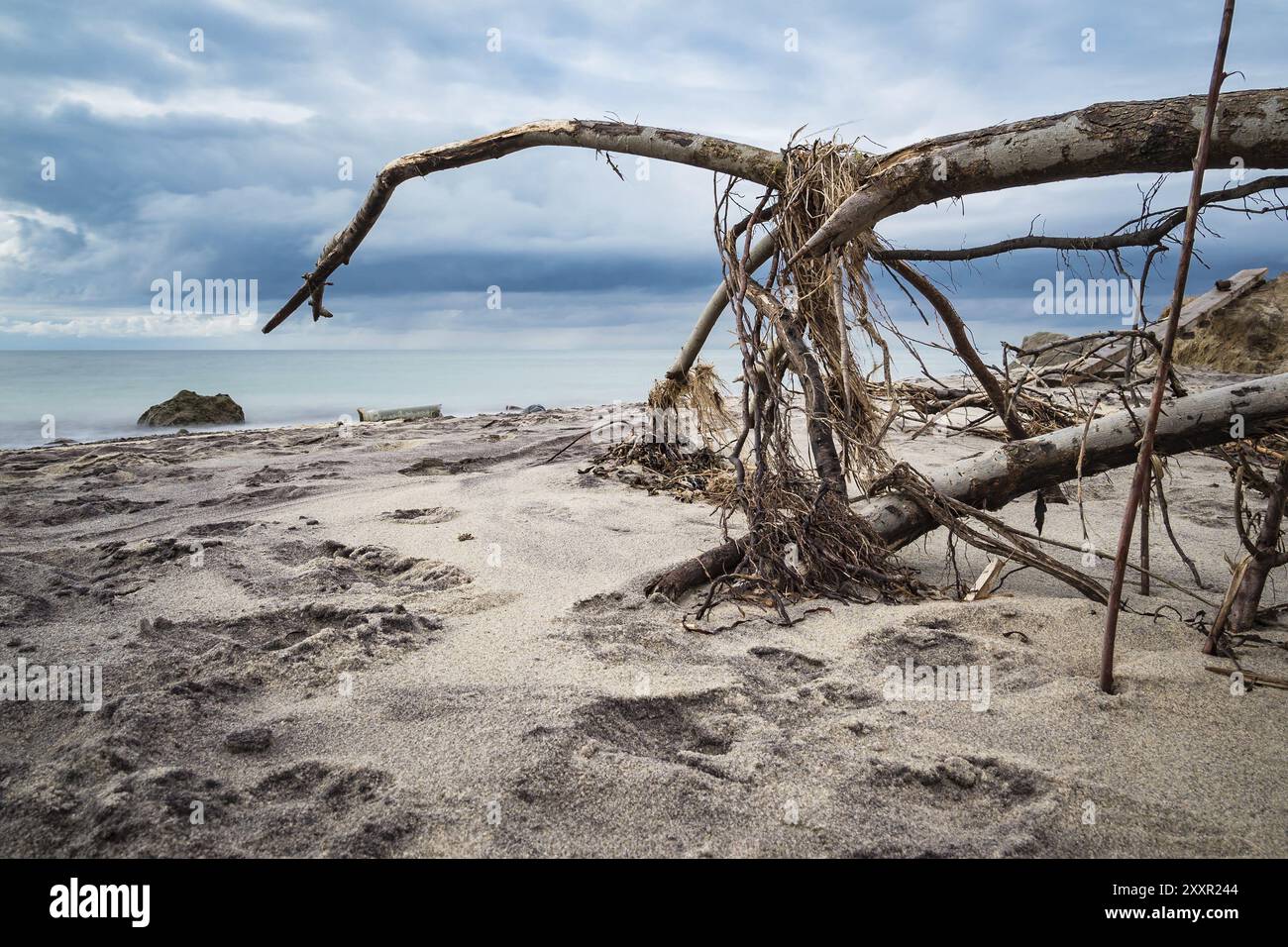 Albero caduto sulla costa del Mar Baltico Foto Stock