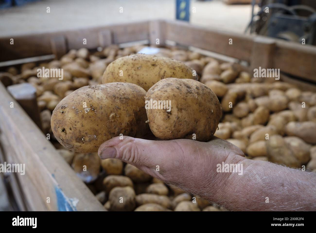 Produzione di patate, vedova di Antonio Serra, sa Pobla, Maiorca, Isole baleari, Spagna, Europa Foto Stock