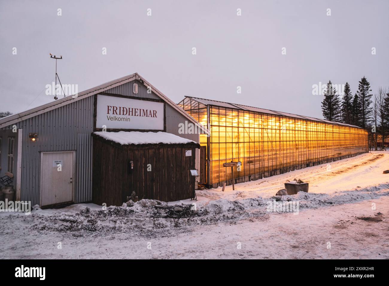 Greenhouse at Fridheimar, un ristorante islandese sul Golden Circle specializzato in piatti a base di pomodoro e birra al pomodoro Foto Stock