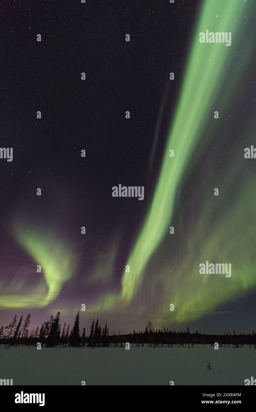 Aurora boreale (Aurora boreale), Parco Nazionale Muddus, Laponia, Patrimonio Mondiale dell'Umanità, Norrbotten, Lapponia, Svezia, dicembre 2016, Europa Foto Stock