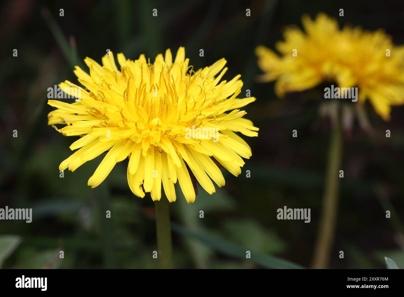 Primo piano di un fiore di dente di leone giallo in un habitat naturale Foto Stock