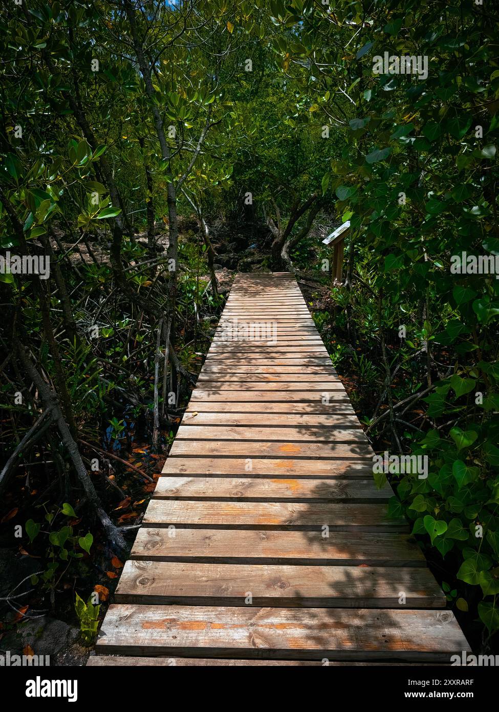 Una passerella in legno che conduce attraverso una lussureggiante foresta di mangrovie, offre una tranquilla esperienza di passeggiata nella natura Foto Stock