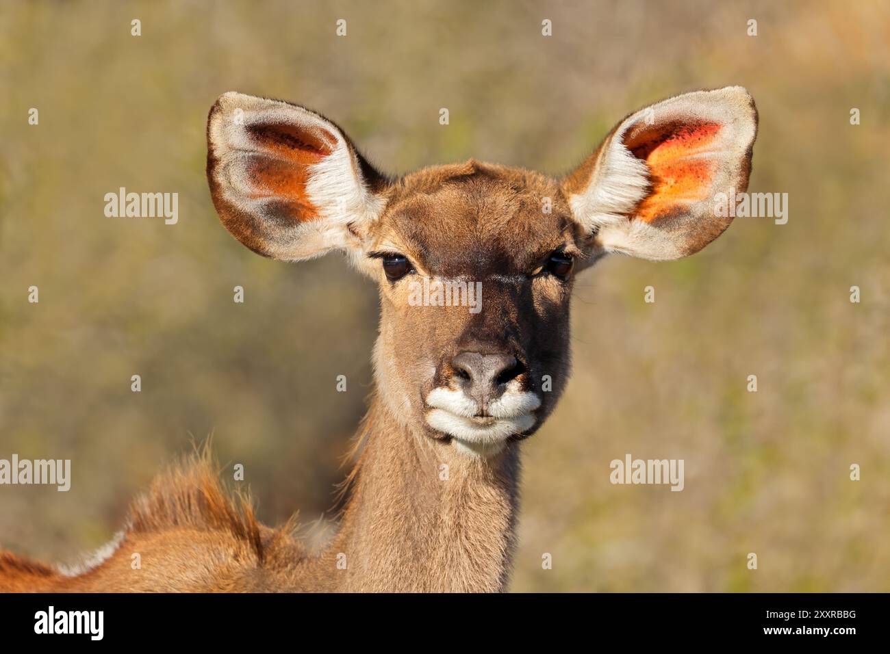 Ritratto ravvicinato di un'antilope kudu femminile (Tragelaphus strepsiceros), Sudafrica Foto Stock