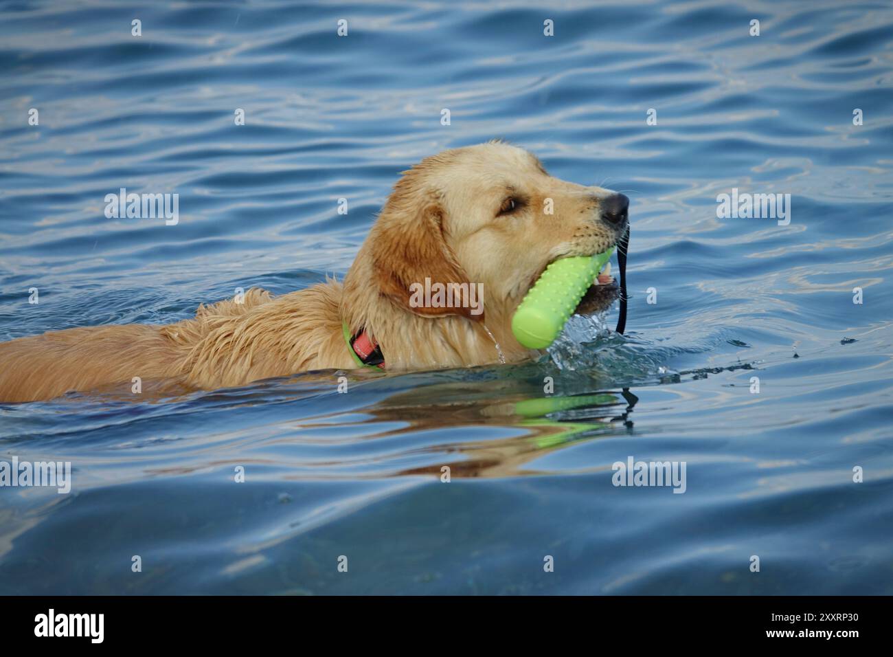 Il cane nuota in una spiaggia per cani in Italia Foto Stock