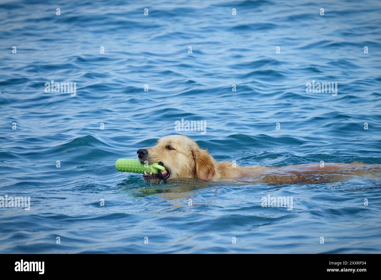 Il cane nuota in una spiaggia per cani in Italia Foto Stock