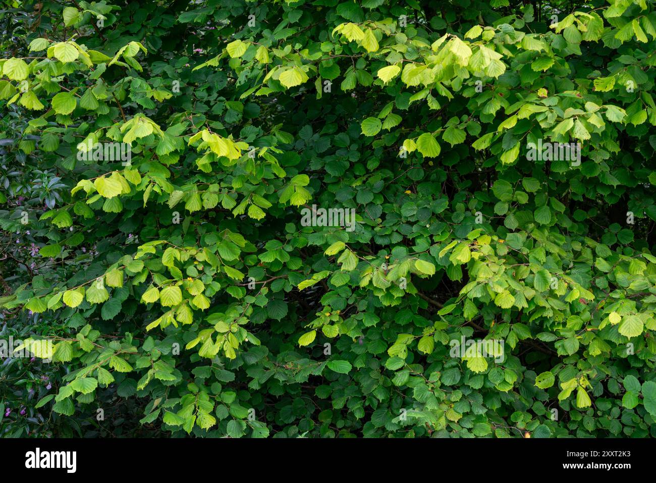 Verde fogliame su un albero selvatico di Corylus Avellana (Hazel Tree) nella campagna inglese. Foto Stock
