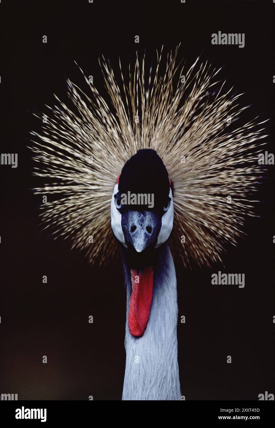 Una gru coronata, o gru crestata, Uganda. Foto Stock