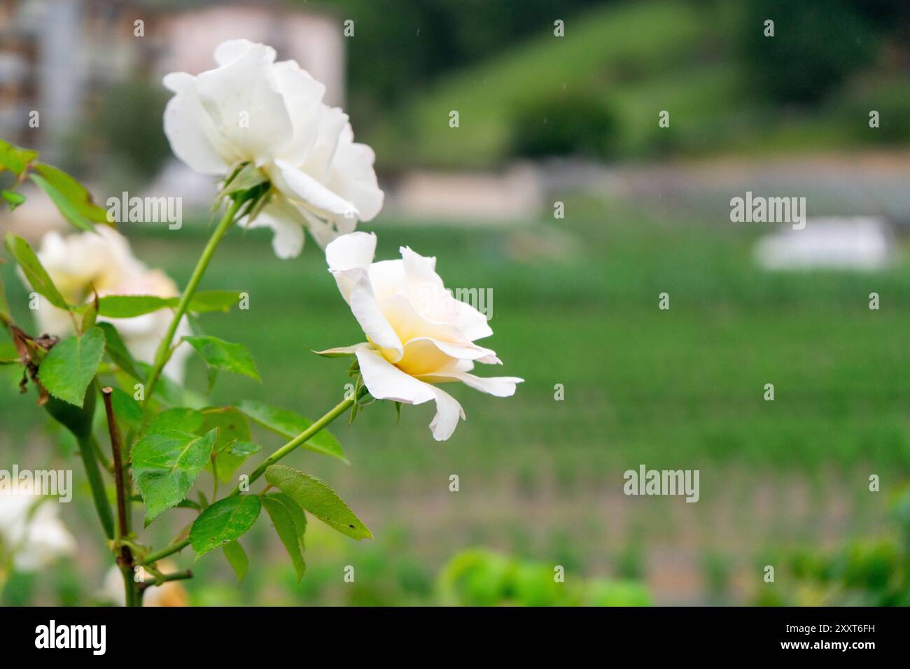 Fiore di rosa bianco in giardino con sfondo sfocato e spazio per copie. Foto Stock