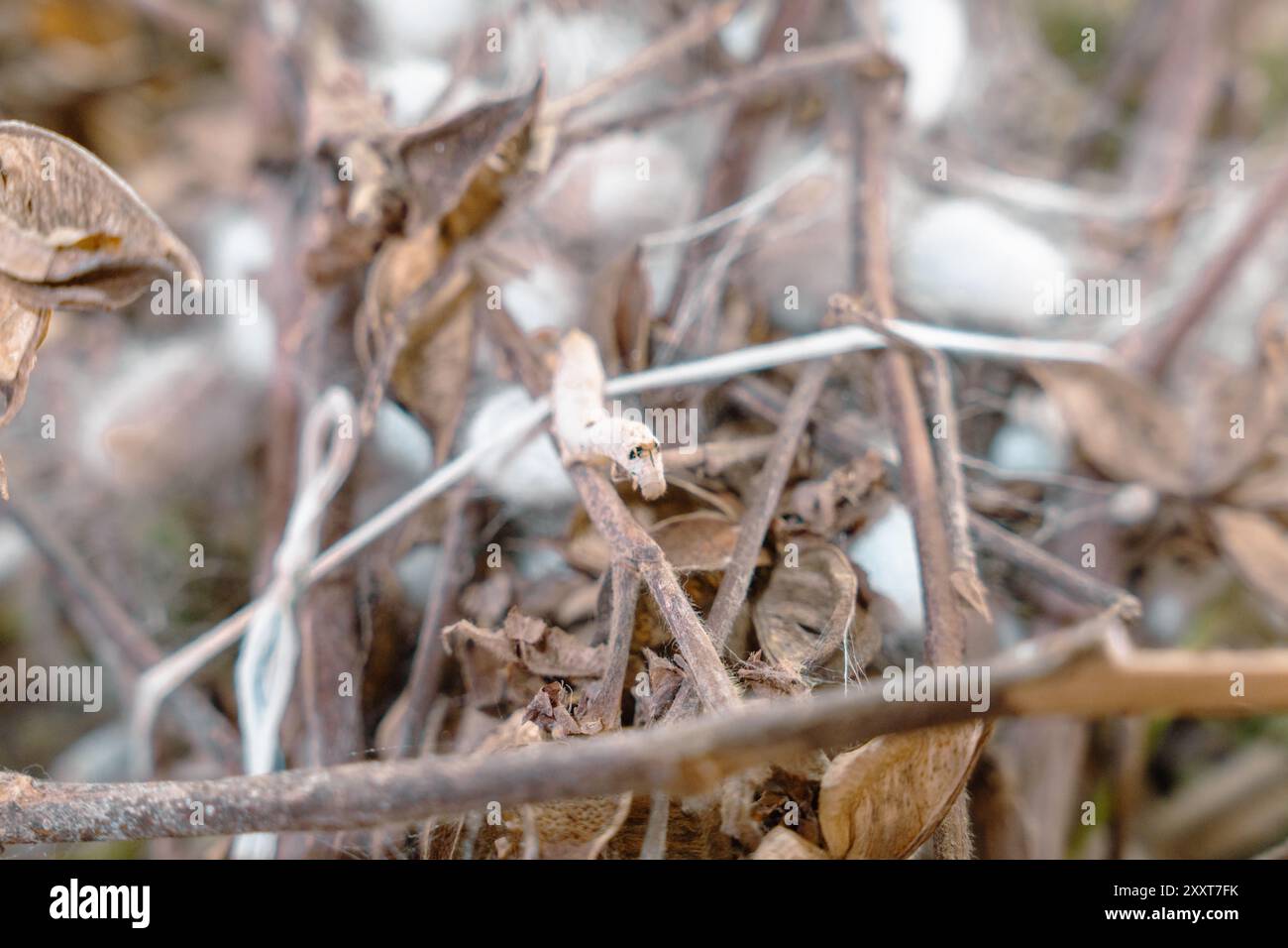 Un piccolo bruco bianco strizza su una diramazione coperta Foto Stock