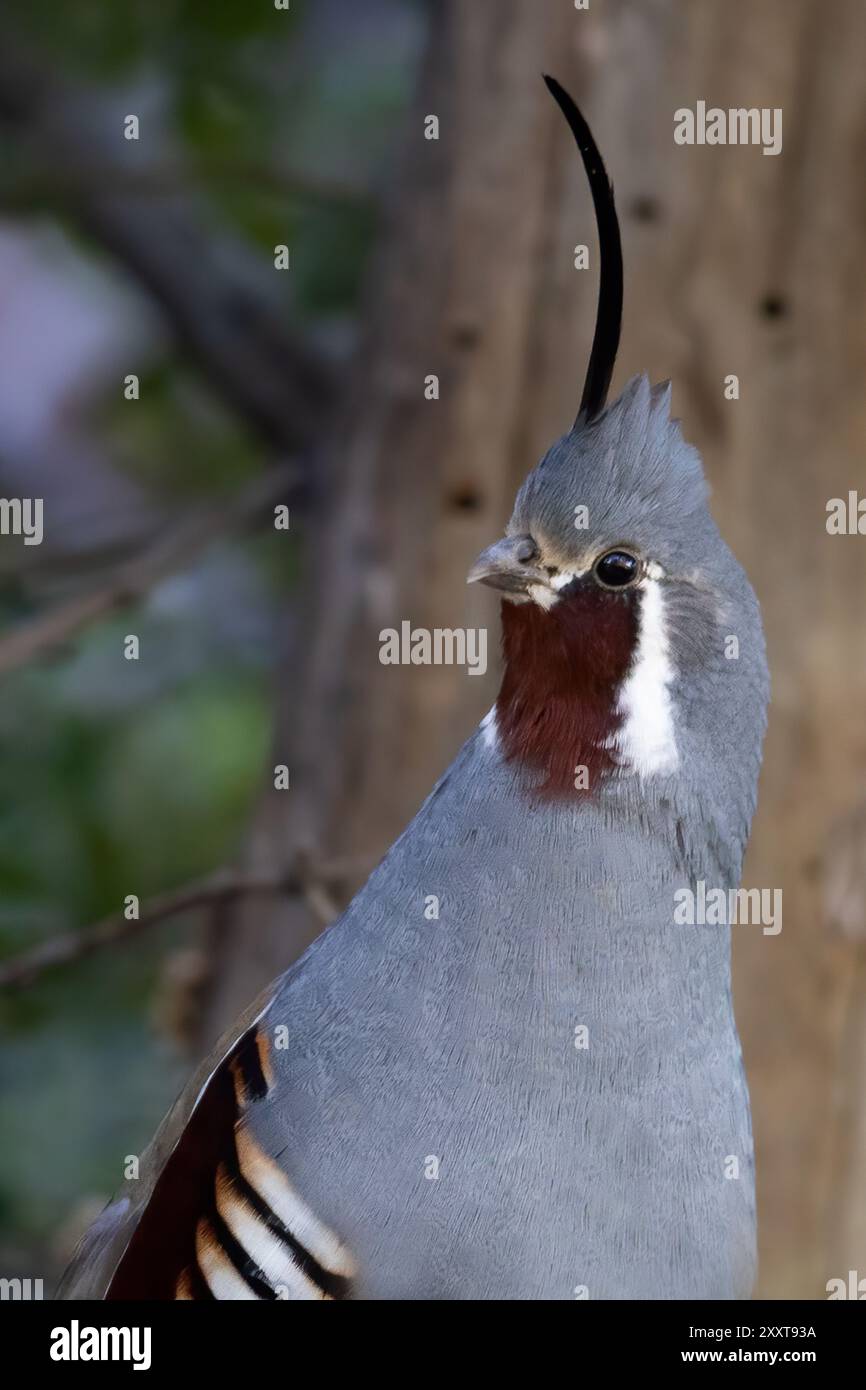 Quaglia di montagna (Oreortyx pictus), ritratto, USA Foto Stock