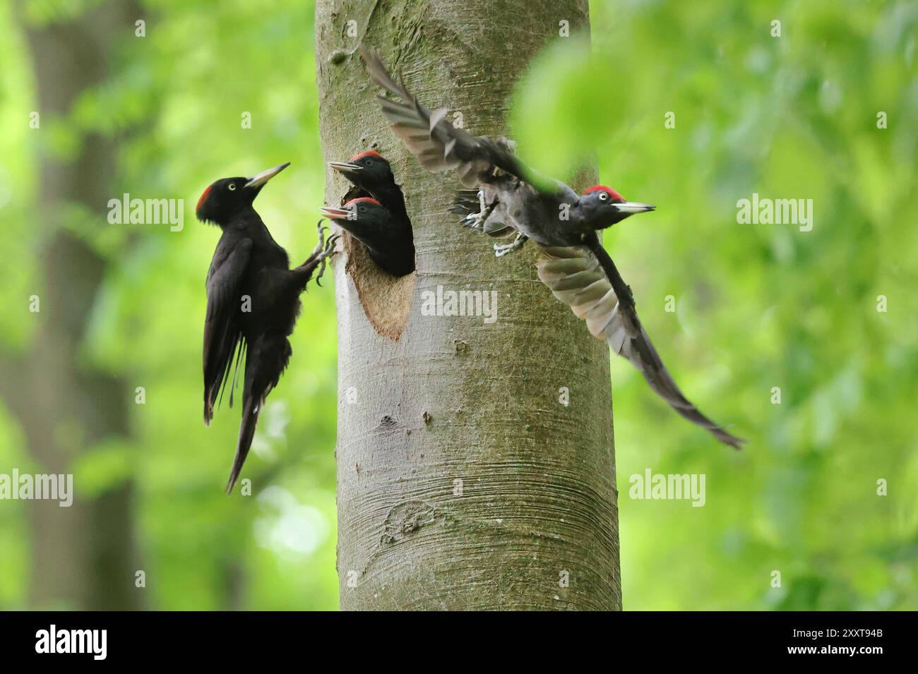 Picchio nero (Dryocopus martius), famiglia di picchi nel buco di nidificazione, Germania, Meclemburgo-Pomerania occidentale Foto Stock