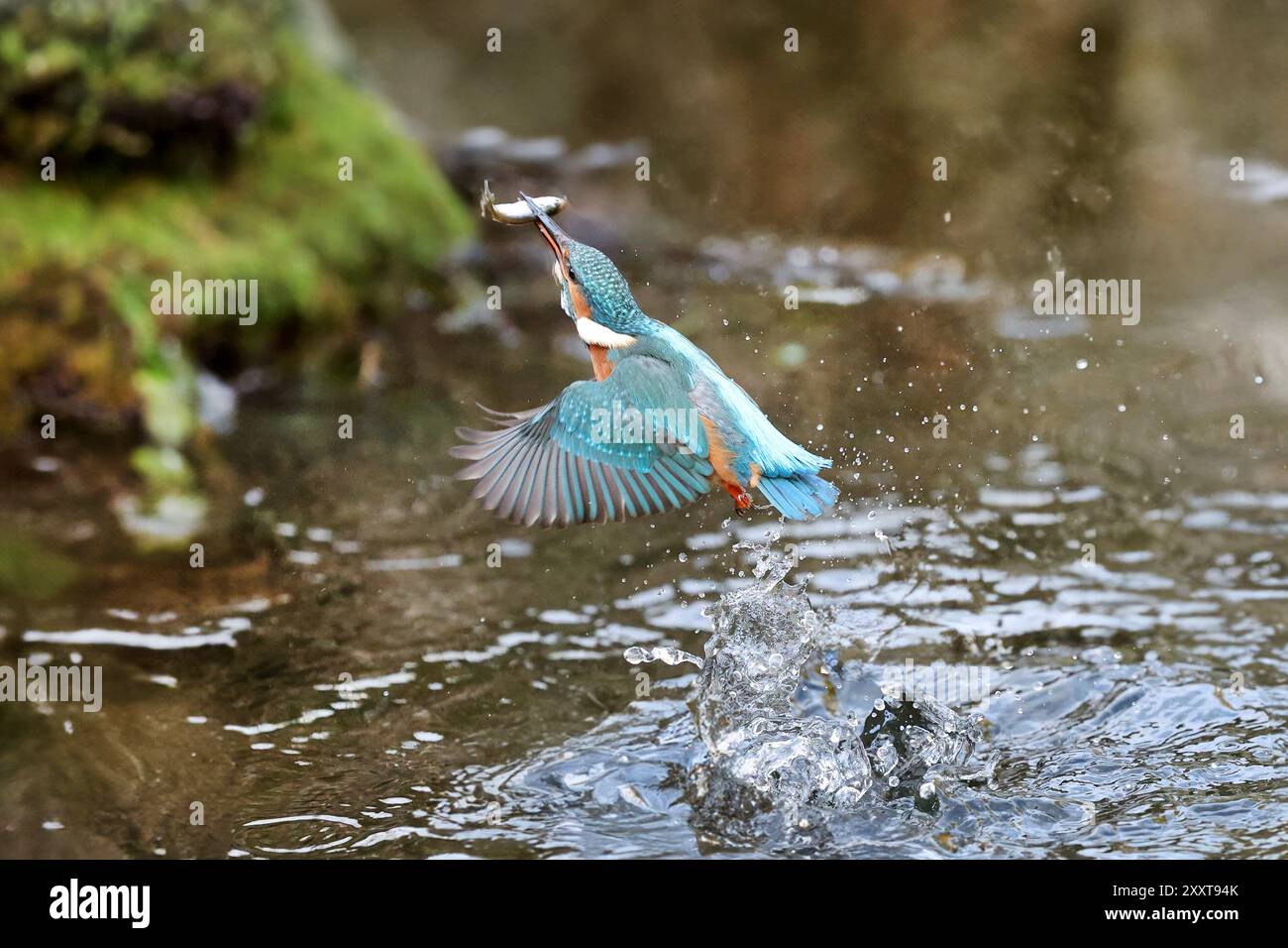 fiume kingfisher (Alcedo atthis), che inizia la femmina con pesci catturati nel becco dall'acqua, Germania, Meclemburgo-Pomerania occidentale Foto Stock