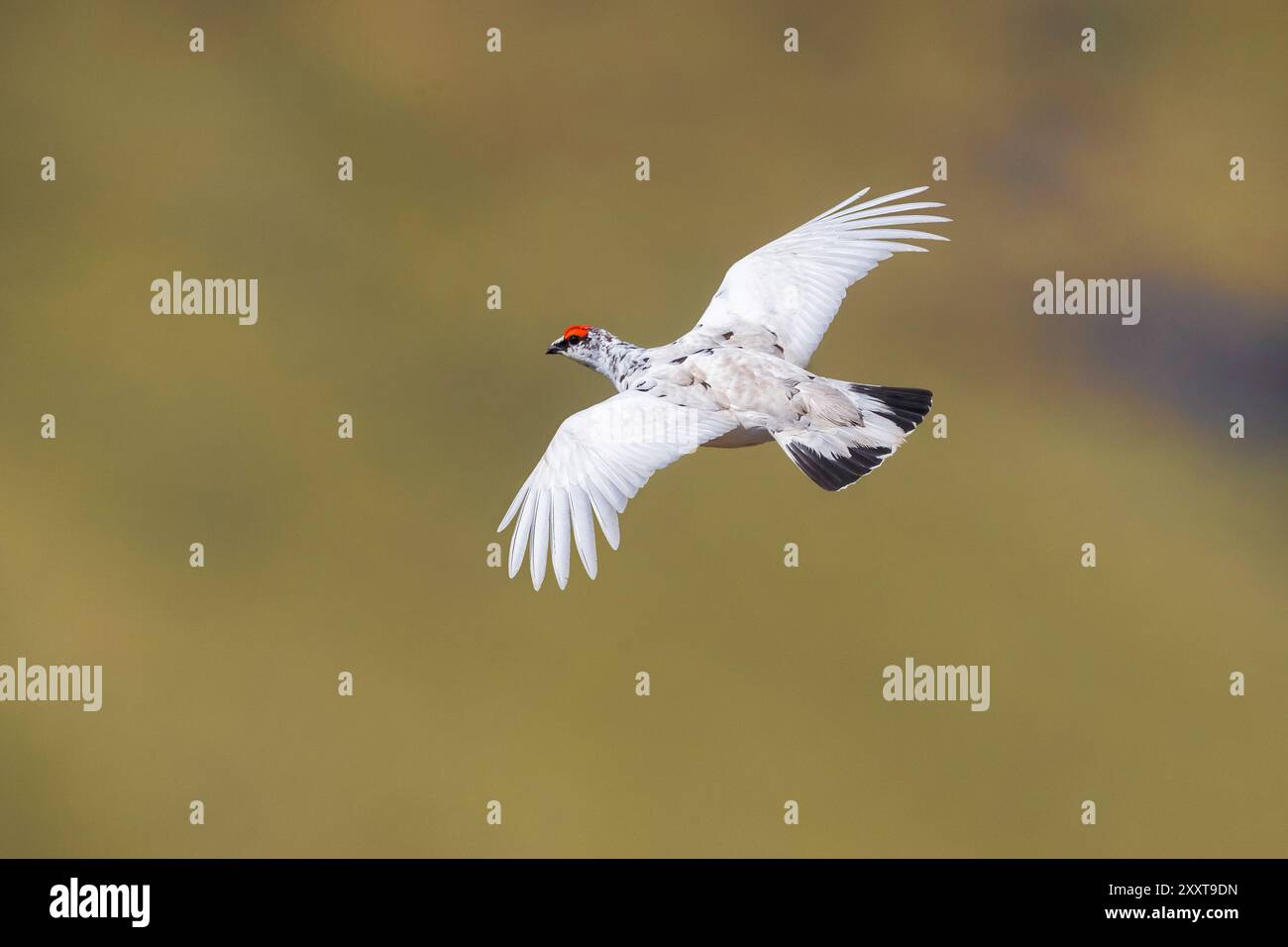 Ptarmigan islandese di roccia, pollo delle nevi islandese (Lagopus muta islandorum, Lagopus mutus islandorum), volo, Islanda, Foto Stock