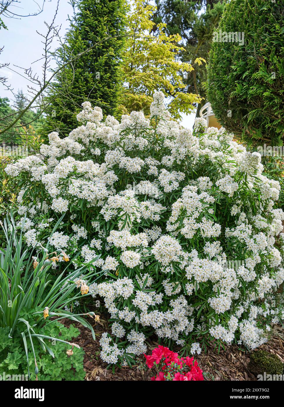 Fiori d'arancio messicano (Choisya x dewitteana Aztec Pearl, Choisya dewitteana Aztec Pearl), arbusto fiorito della varietà Aztec Pearl, Europa, Bundesr Foto Stock