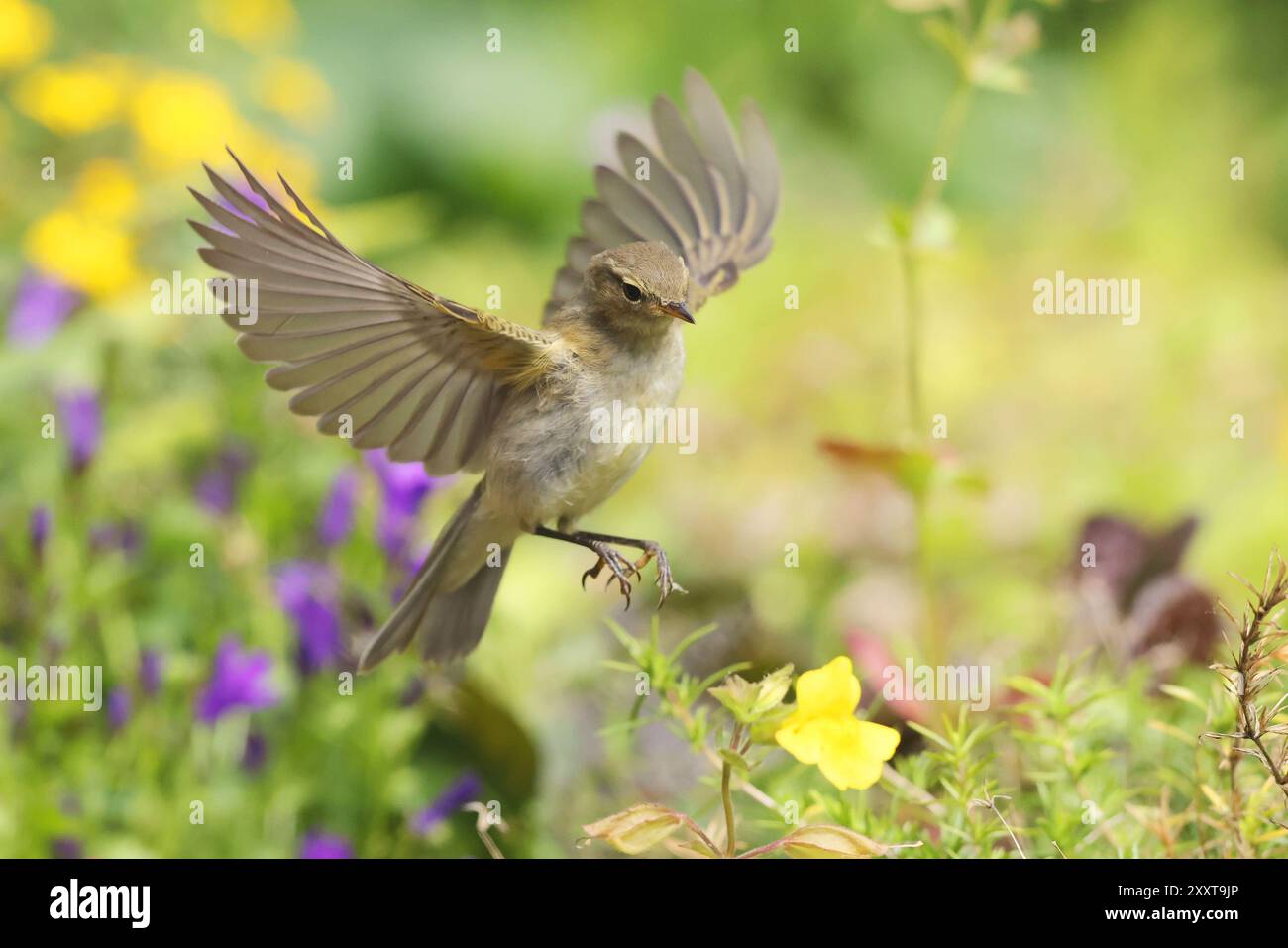 Chiffchaff (Phylloscopus collybita), sbarco giovanile, Germania, Meclemburgo-Pomerania occidentale Foto Stock